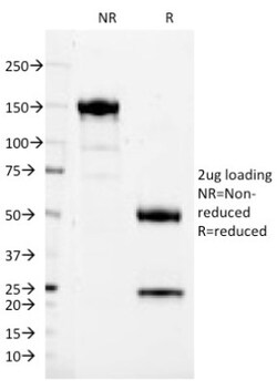 CD37 Antibody (IPO-24), Novus Biologicals 0.2mg; Unlabeled:Antibodies,
